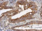 TSFM Antibody in Immunohistochemistry (Paraffin) (IHC (P))