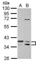 TSFM Antibody in Western Blot (WB)
