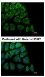 HYOU1 Antibody in Immunocytochemistry (ICC/IF)