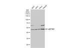 EEF1A1 Polyclonal Antibody
