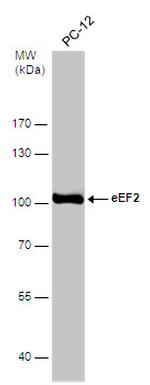EEF2 Antibody in Western Blot (WB)