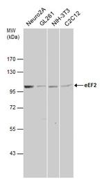 EEF2 Antibody in Western Blot (WB)