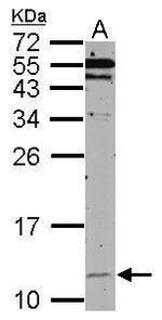 HSPE1 Polyclonal Antibody