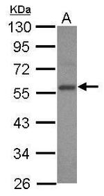 E2F3 Polyclonal Antibody