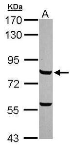 Myb Polyclonal Antibody