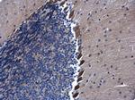 AHA1 Antibody in Immunohistochemistry (Paraffin) (IHC (P))