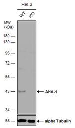 AHA1 Antibody in Western Blot (WB)