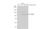 CLOCK Antibody in Western Blot (WB)