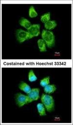 AHA1 Antibody in Immunocytochemistry (ICC/IF)