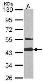 AHA1 Antibody in Western Blot (WB)