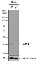 AHA1 Antibody in Western Blot (WB)