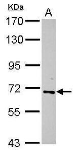 RelB Antibody in Western Blot (WB)