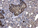 Mu-Calpain Antibody in Immunohistochemistry (Paraffin) (IHC (P))