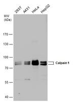 Mu-Calpain Antibody in Western Blot (WB)