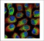 Mu-Calpain Polyclonal Antibody