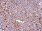 Mu-Calpain Antibody in Immunohistochemistry (Paraffin) (IHC (P))