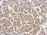 Caspase 6 Antibody in Immunohistochemistry (Paraffin) (IHC (P))