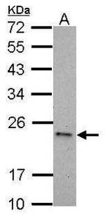 Caspase 6 Antibody in Western Blot (WB)