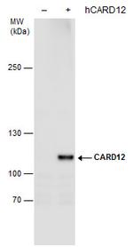 NLRC4 Polyclonal Antibody