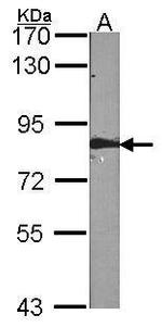FAF1 Polyclonal Antibody