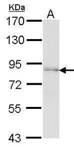FAF1 Antibody in Western Blot (WB)