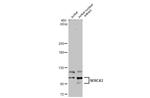 SERCA3 ATPase Antibody in Western Blot (WB)