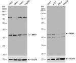 MEK1 Antibody in Western Blot (WB)