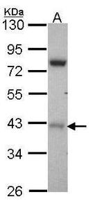 DRAK1 Antibody in Western Blot (WB)