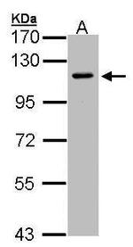 Neuropilin 2 Polyclonal Antibody