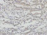 AIF Antibody in Immunohistochemistry (Paraffin) (IHC (P))