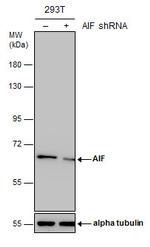 AIF Antibody in Western Blot (WB)