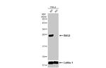 BAG2 Antibody in Western Blot (WB)