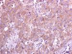 TRAF5 Antibody in Immunohistochemistry (Paraffin) (IHC (P))