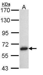TRAF5 Antibody in Western Blot (WB)