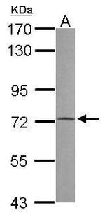 PRODH Polyclonal Antibody