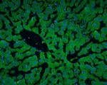 Albumin Antibody in Immunohistochemistry (Frozen) (IHC (F))