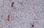 Albumin Antibody in Immunohistochemistry (Paraffin) (IHC (P))