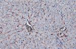 Albumin Antibody in Immunohistochemistry (Paraffin) (IHC (P))