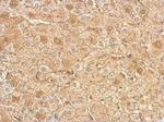Albumin Antibody in Immunohistochemistry (Paraffin) (IHC (P))