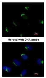 BAG1 Polyclonal Antibody
