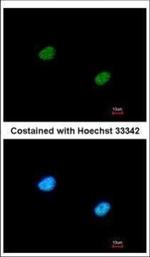 RBBP5 Antibody in Immunocytochemistry (ICC/IF)