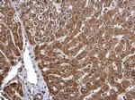CDw293 Polyclonal Antibody