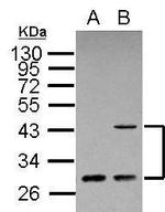 ING1 Polyclonal Antibody