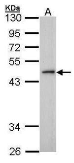ING3 Polyclonal Antibody