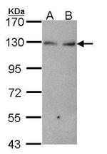 K-cadherin Polyclonal Antibody