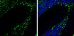 PKC gamma Polyclonal Antibody