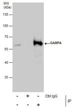 GABPA Antibody in Immunoprecipitation (IP)