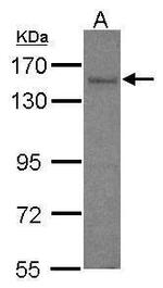 AKAP1 Antibody in Western Blot (WB)