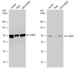 Transferrin Receptor Antibody in Western Blot (WB)