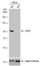 Transferrin Receptor Antibody in Western Blot (WB)